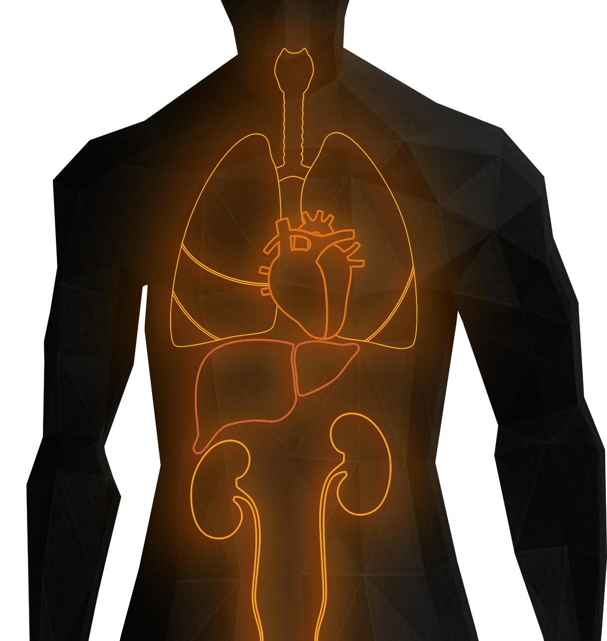 Illustration of internal organs affected by RAAS dysfunction