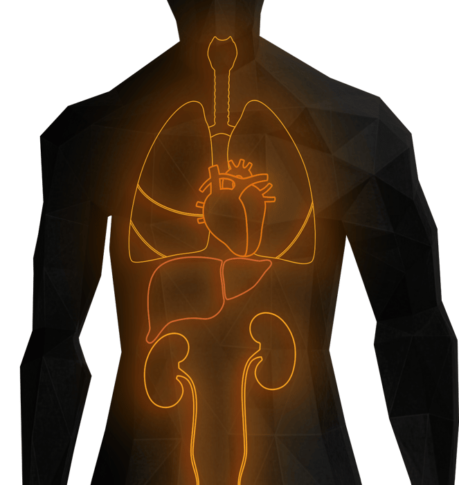 820 Organ AdobStk_5104064792x upscale copy